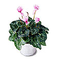 The FTD� Pink Cyclamen Plant