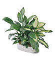 The FTD� Spathiphyllum and Dieffenbachia