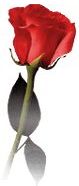 Red Rose